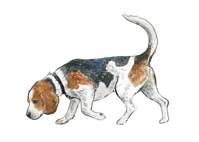 Beagle | A5 Print