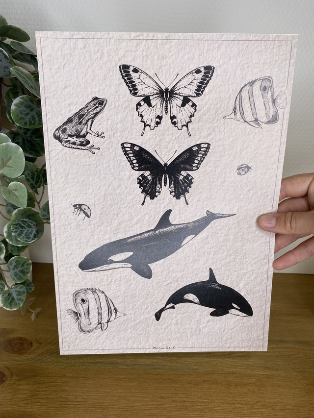 A4 Illustration l  ANIMAUX