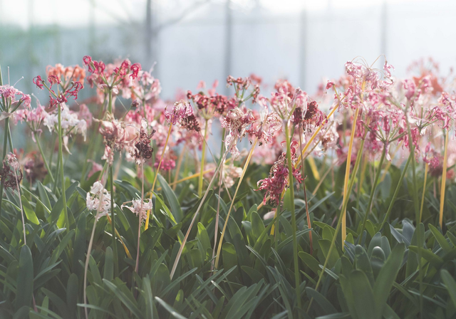 Faded Glory - Nerine Sarniensis