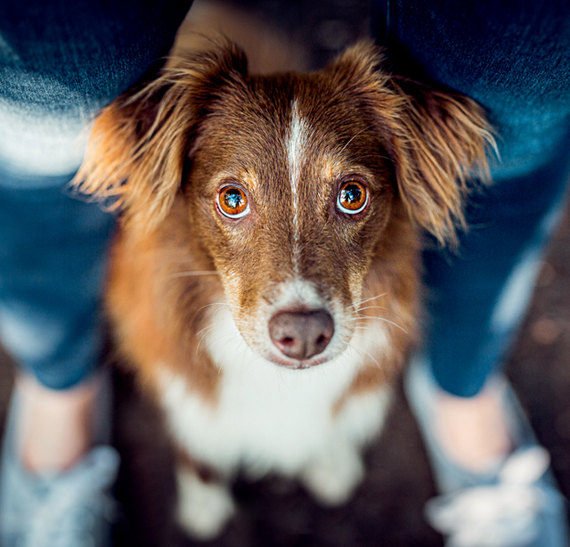 Hundeshooting digital 