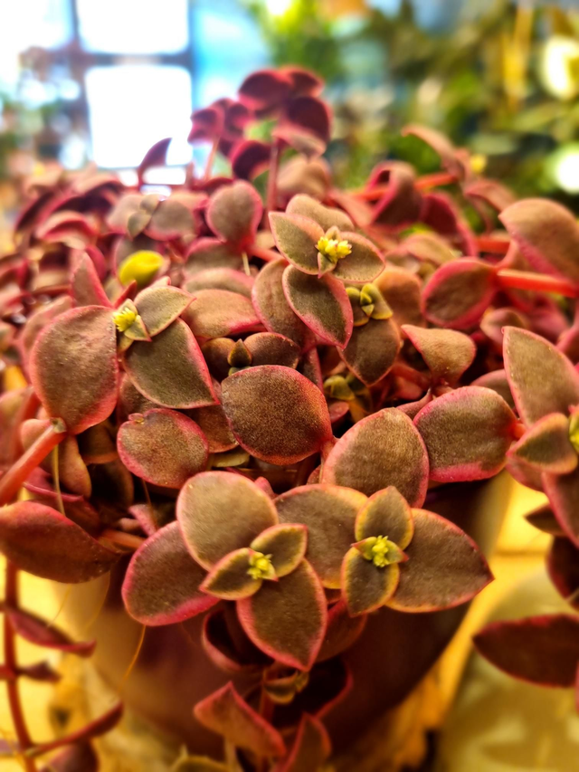 Crassula marginalis calico kitten 