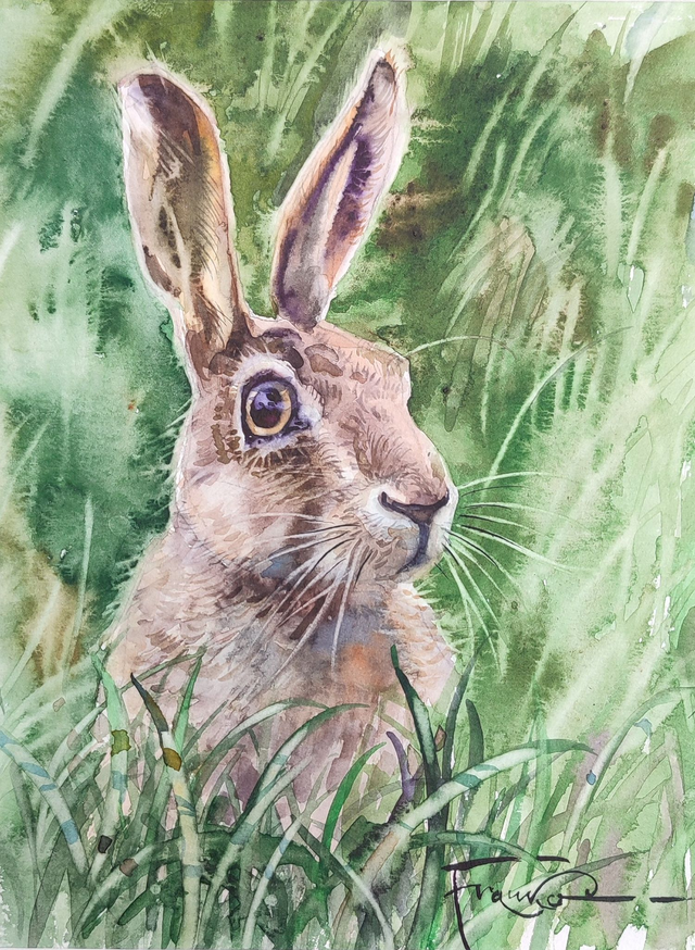 Zając, 35x28 (24x18 w świetle passe-partout) akwarela 2025