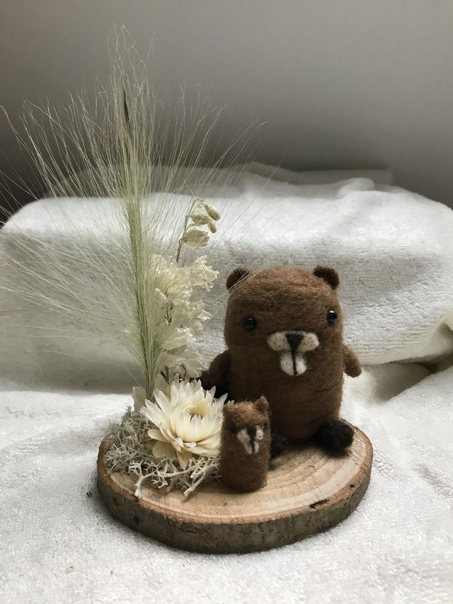 Castor - sur commande