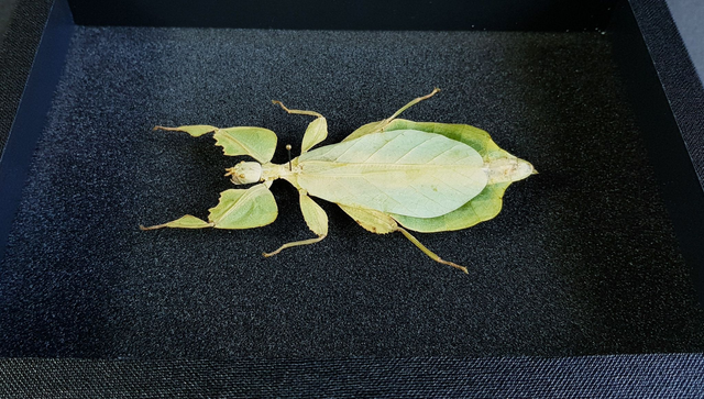 Cryptophyllium celebicum