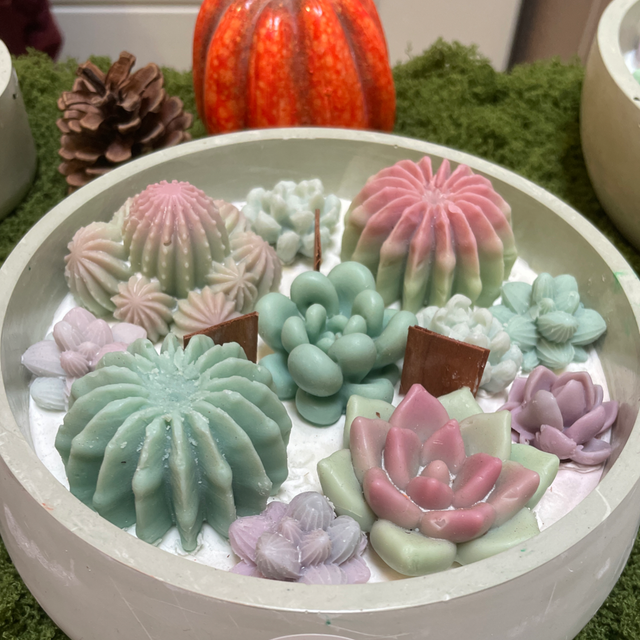 Succulentes taille L
