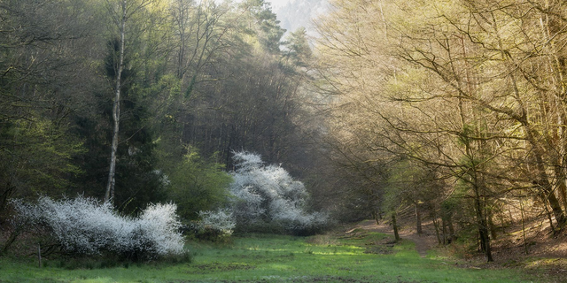 Frühlingsbäume im Pfälzerwald.