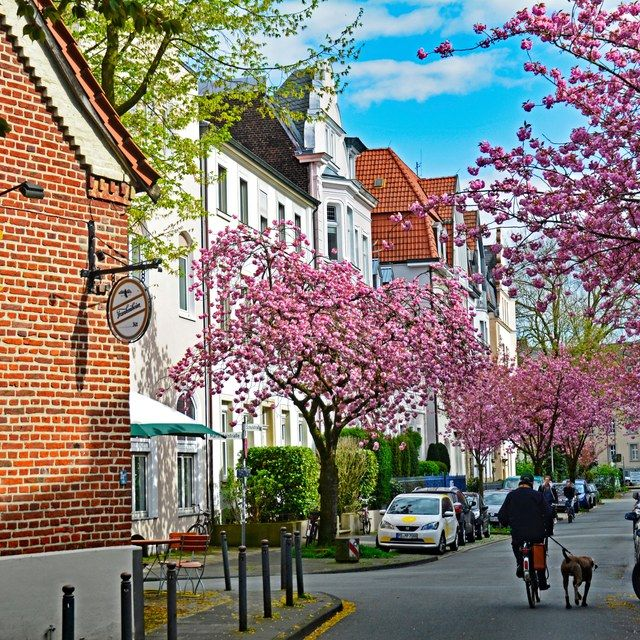 Kirschblüte im Kreuzviertel