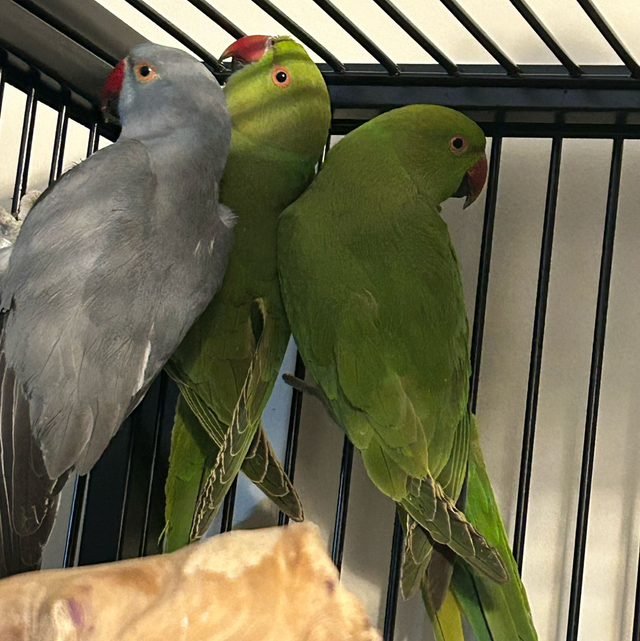 Baby Grey Indian Ringneck