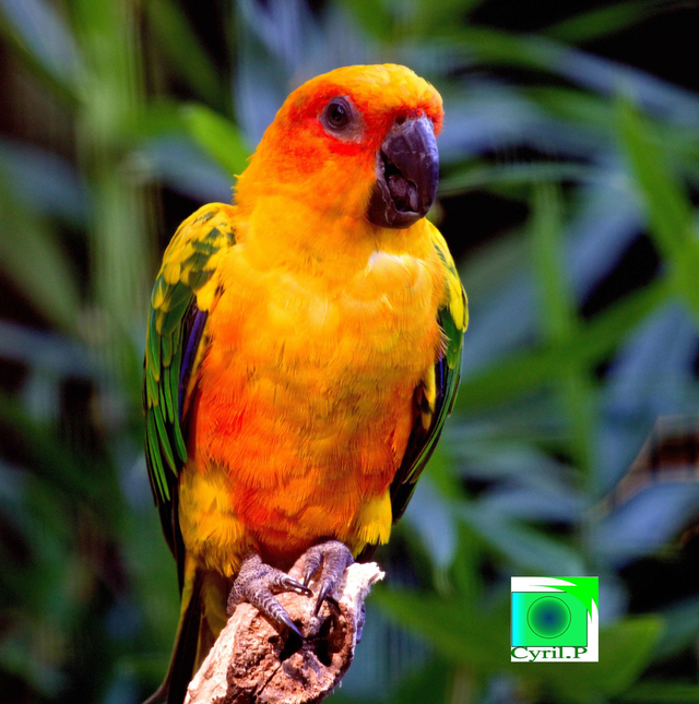 Aratinga solstitialisDimensions extérieures : 32 x 32,6 cm Dimensions extérieures : 32 x 32,6 cm 1 cm bord blanc 