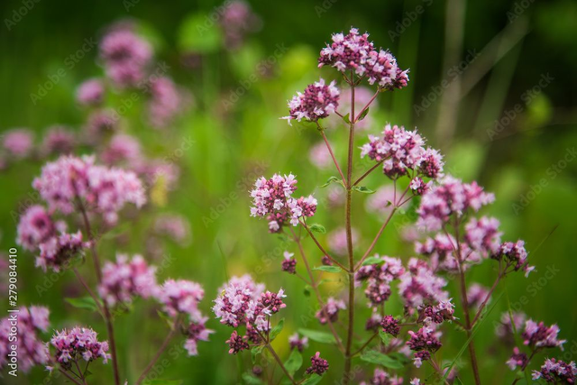 HE Marjolaine à coquille 
