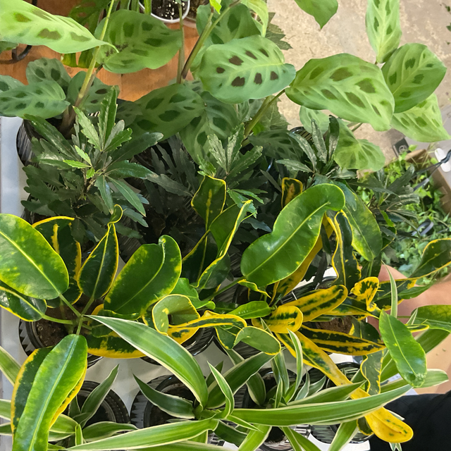 Mix mini pot 