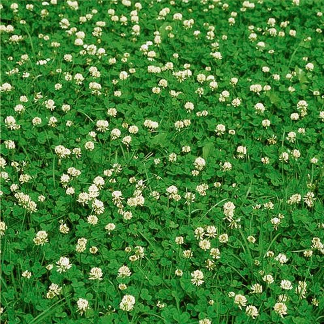 Trèfle blanc nain - JURA