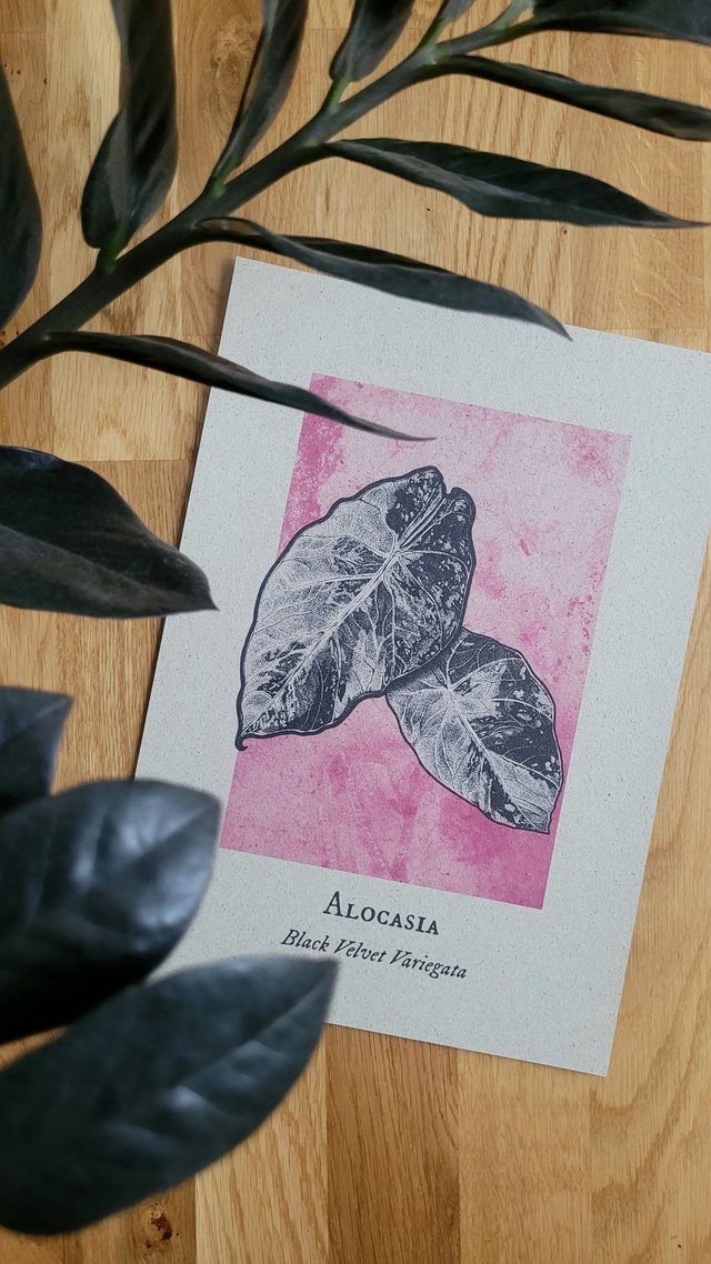 Black Velvet Variegata