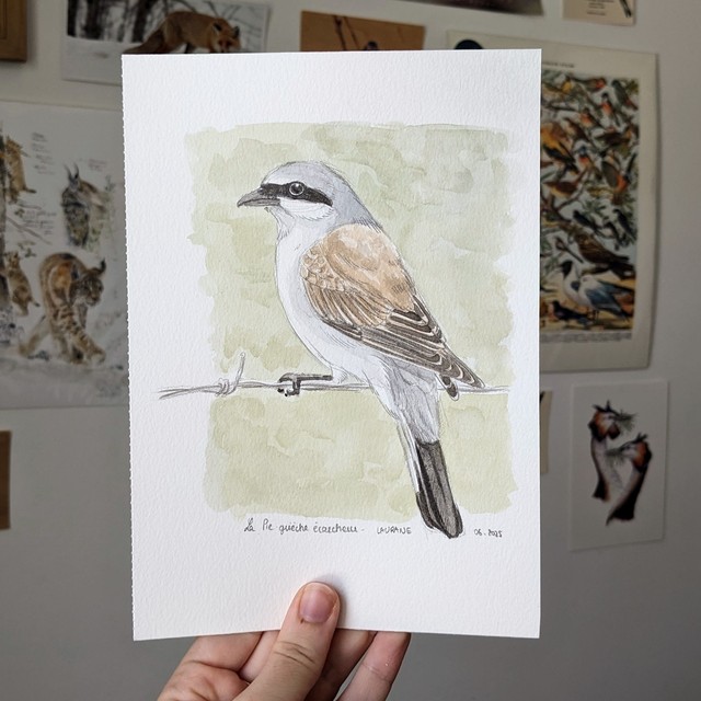 La Pie-grièche écorcheur - Etude originale