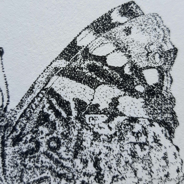 Red Admiral (Vanessa atalanta) Art Print