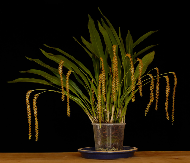 Shiva's Trident Essence