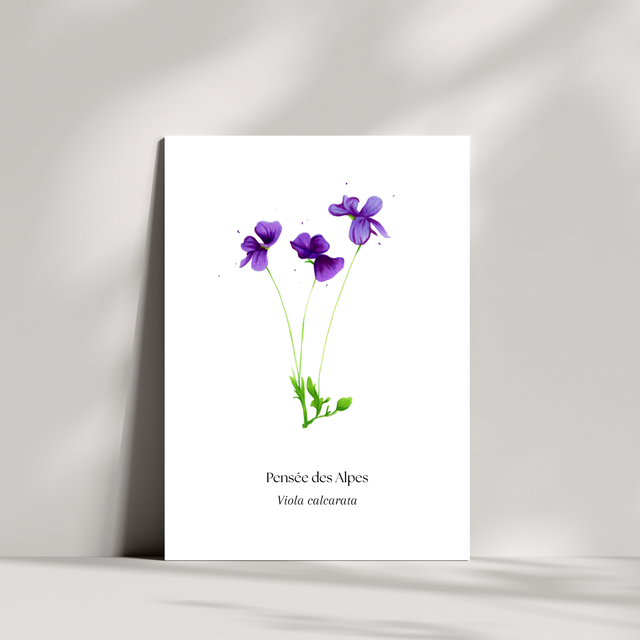 Cartes - Pensée des Alpes