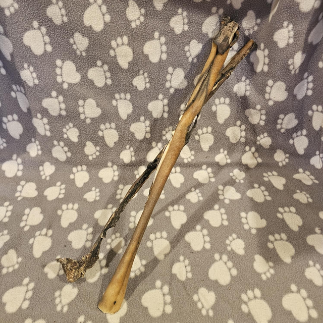 Jumbo Wild Boar Skin