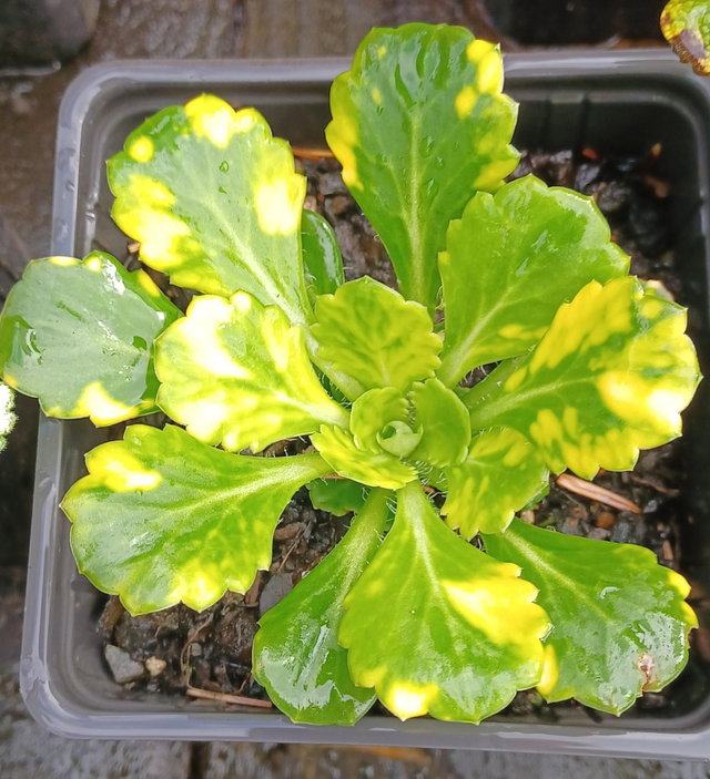 Saxifraga x urbium variegated