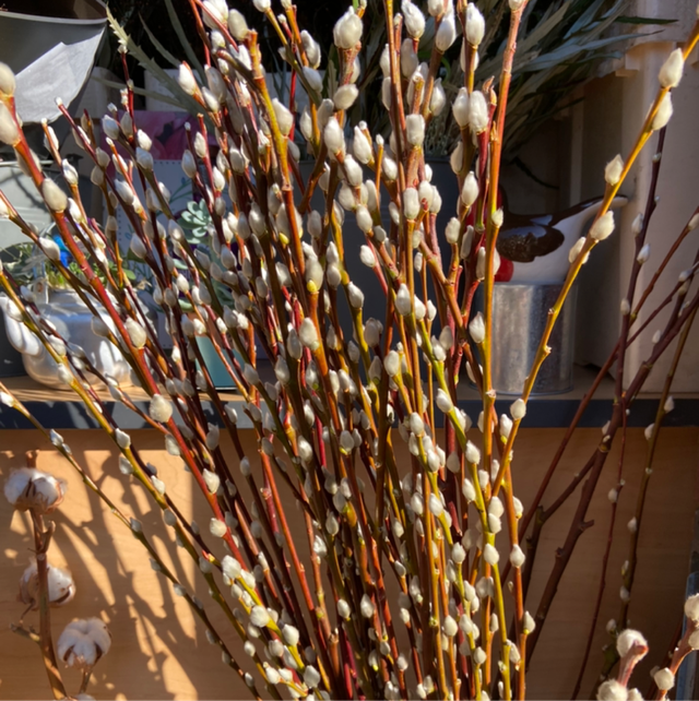 Pussy Willow