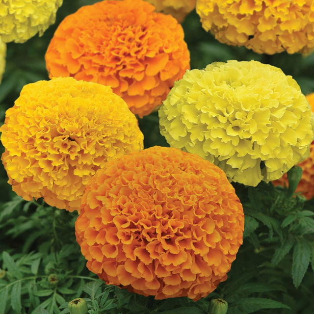 Marigold African - American Marvel mixed [6]