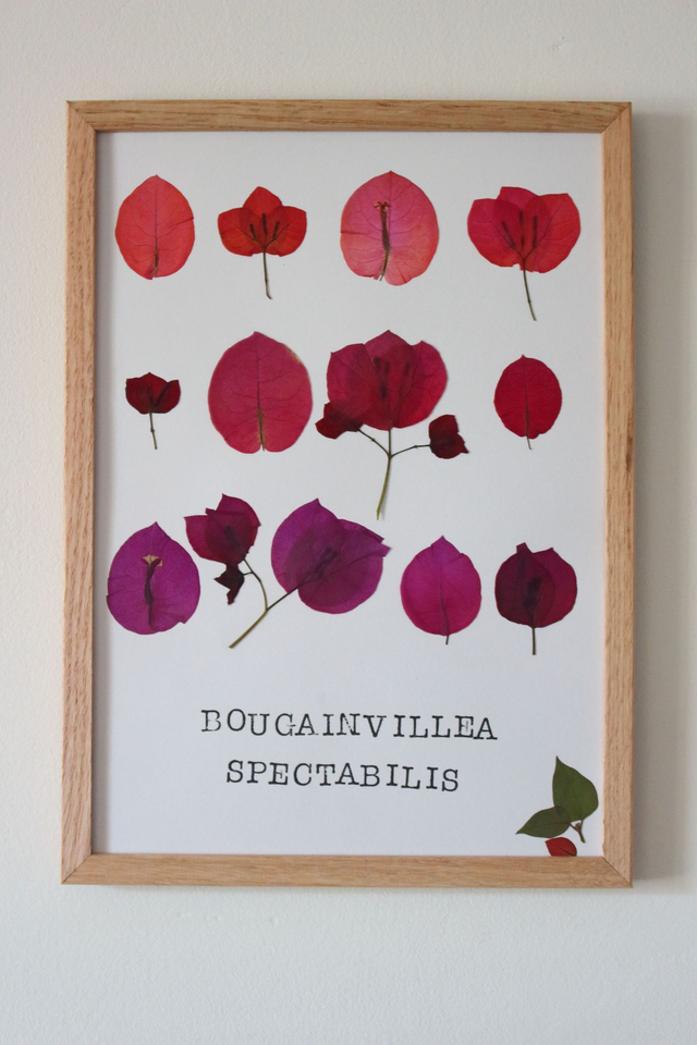 Bougainvillier - planche botanique