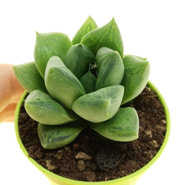 D79 . Haworthia cuspidata