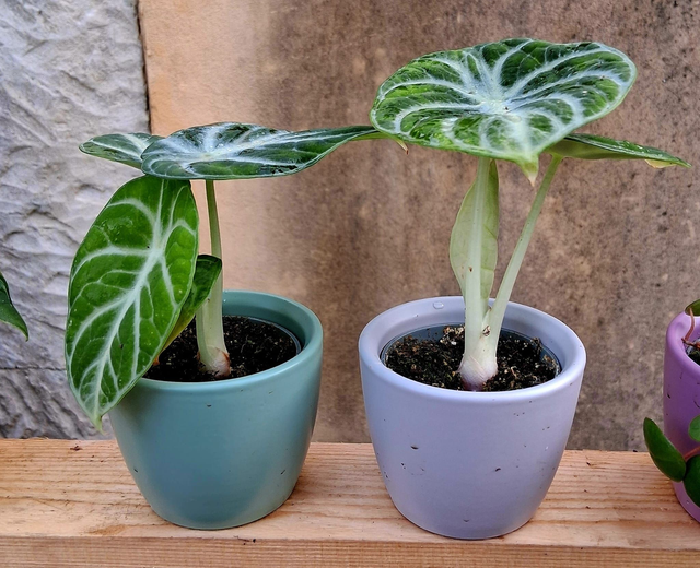 C73 . Alocasia reginula 'Ninja' in "MINI CACHPOT"