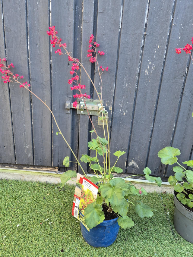 Heuchère Pluie de feu pot 15cm