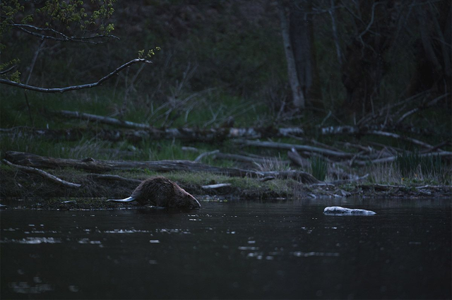 Apparition crépusculaire