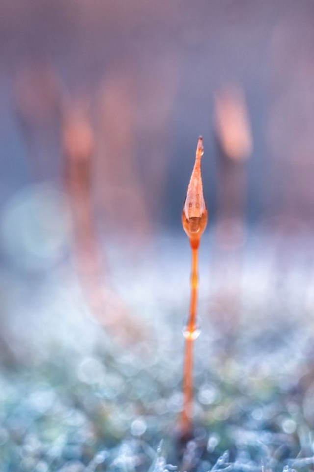 FEERIE-005 - Le Houzier