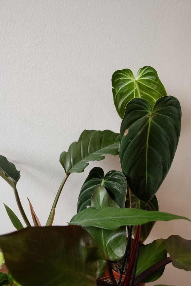 Philo Lover - Xmas Kit 🎀