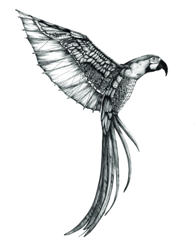 Perroquet - Edition Art