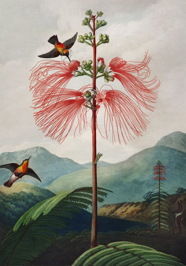 Large Flowering Sensitive Plant Cropped - painting