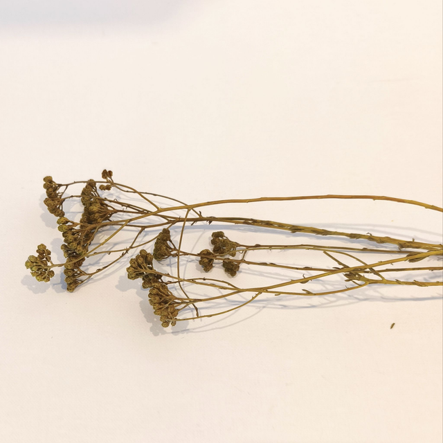 Achillée stabilisée – Fleur plate et texturée pour compositions florales naturelles et durables