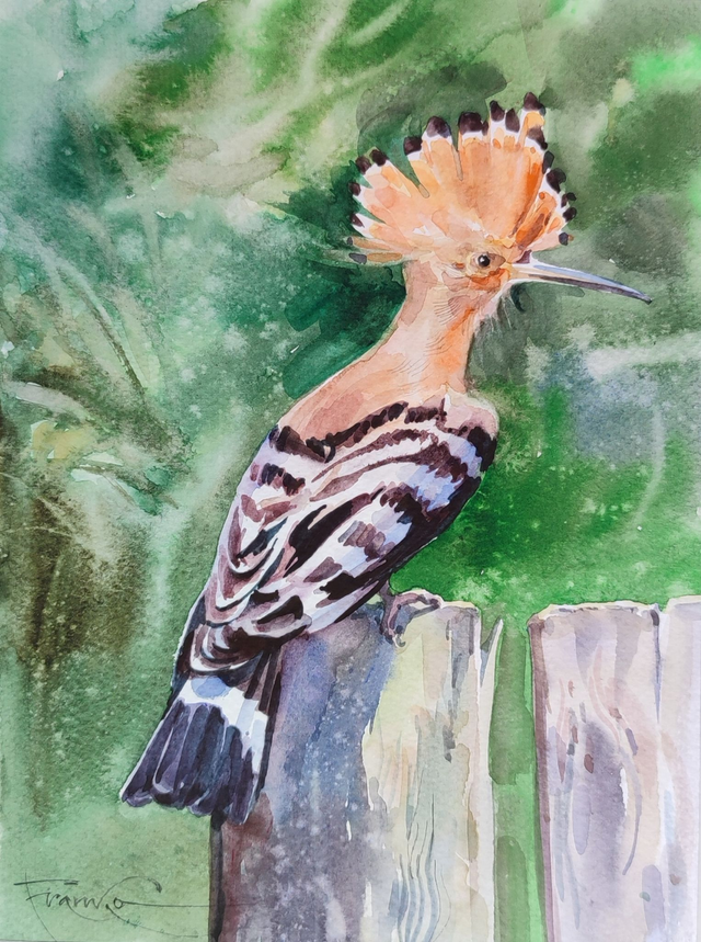 Dudek, 35x28 (24x18 w świetle passe-partout) akwarela 2024