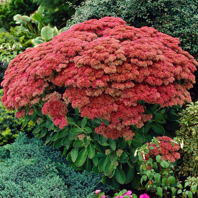 Sedum Autumn Joy 1L