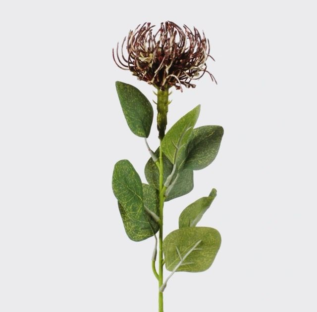 Protea Stem