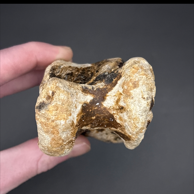 Bison Tarsal