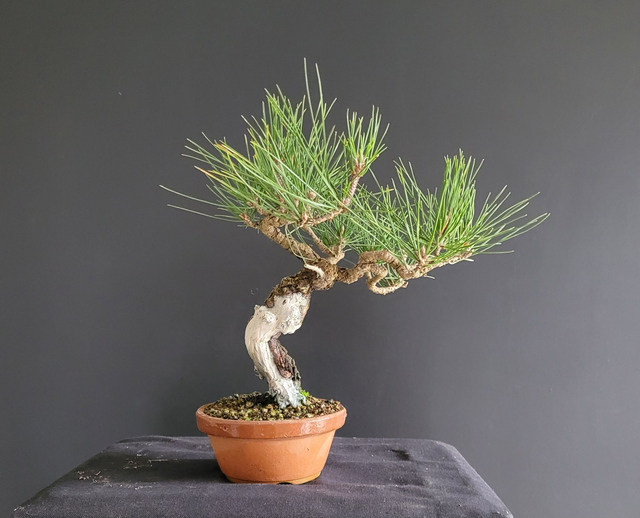 (143) pin noir japonais