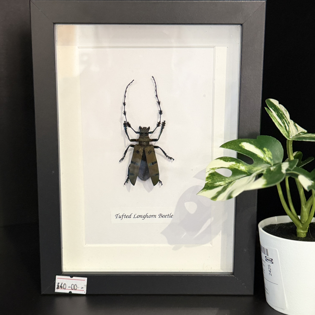 Tufted Longhorn Beetle