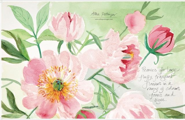 Pretty Peonies Tea Towel