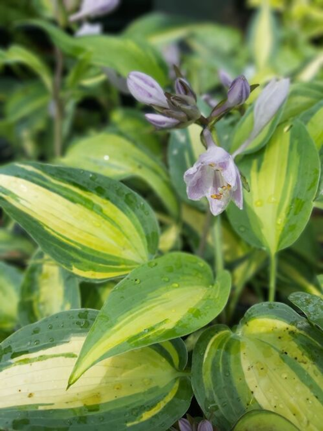 Hosta 'Touch of Class' 1 litre