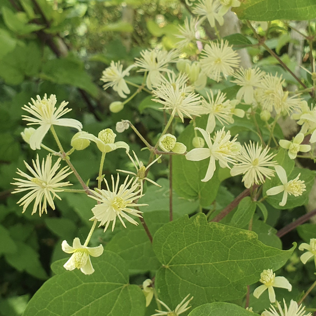 Clématite des haies (Clematis vitalba )