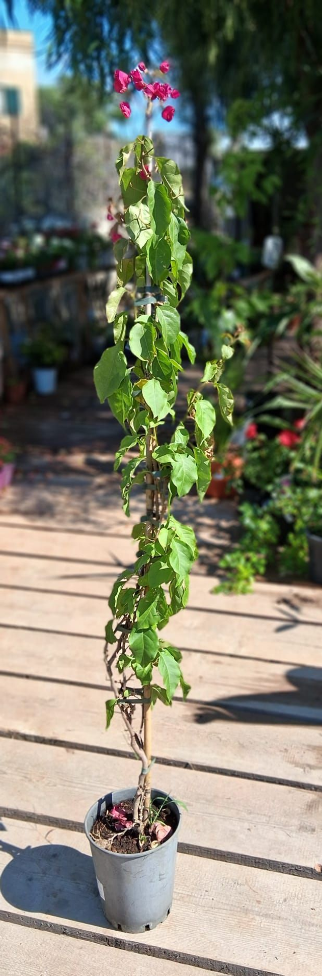 Q04 . Bougainvillea Praiola Pride rosso