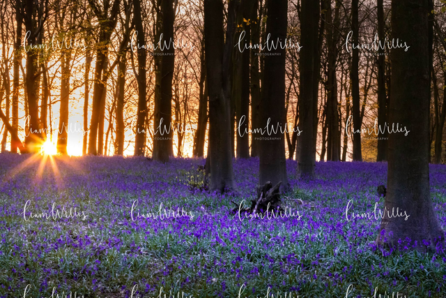 Bluebell Sunrise Print