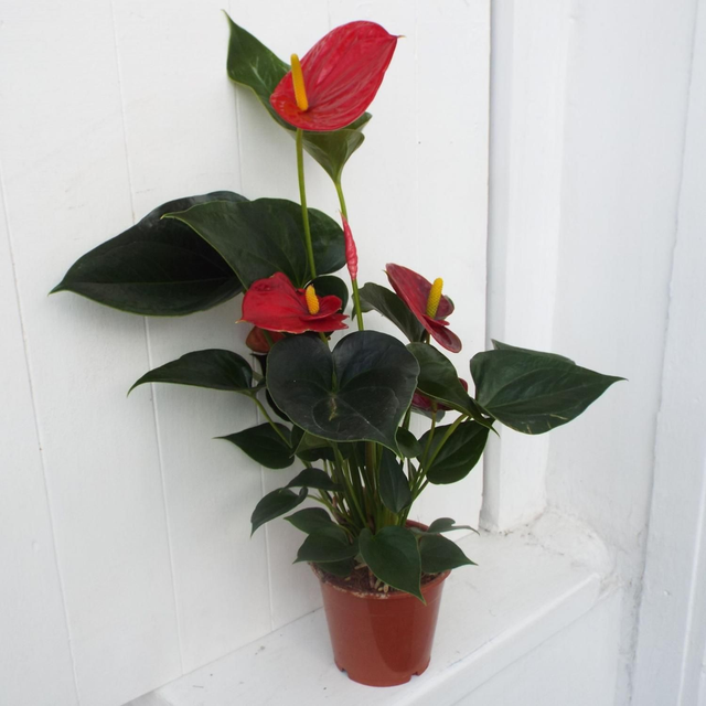 Anthurium cupid