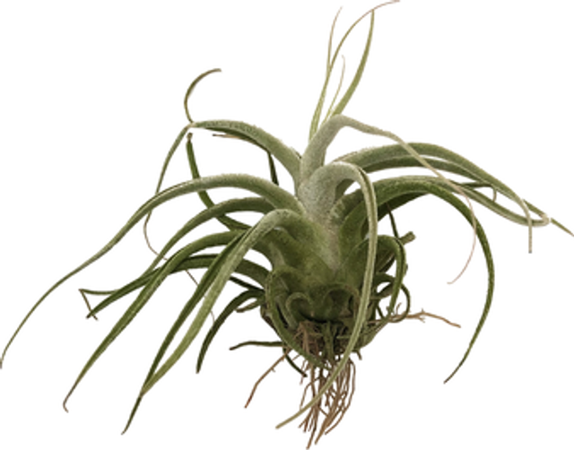 Tillandsia ehlersiana L