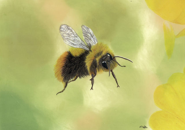 Bumblebee Collecting nectar buttercup (Available to purchase from Mardleybury Gallery)