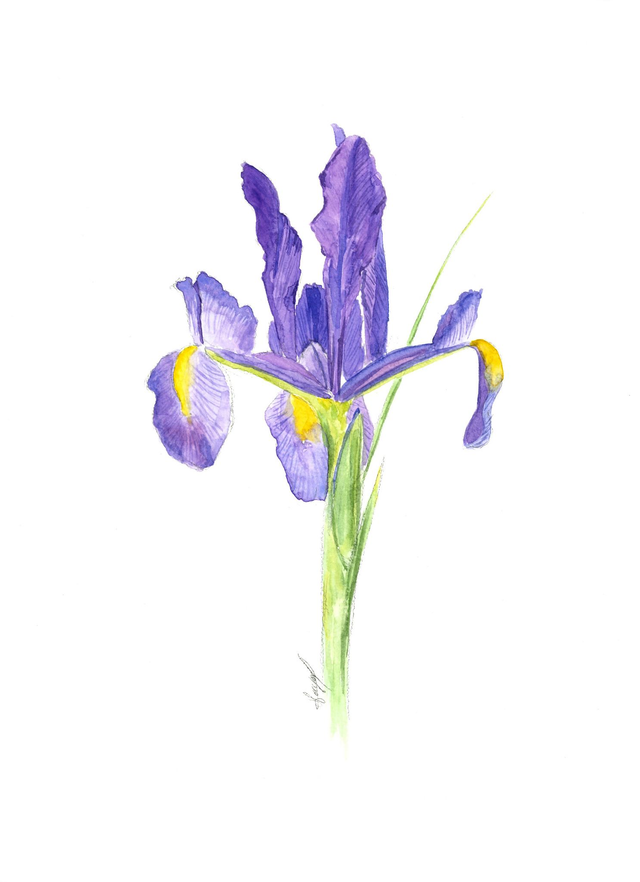 Tirage Iris violette